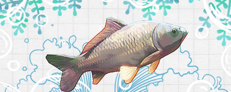 鯉魚爛尾病是什么原因怎么治 鯉魚爛尾病是什么原因怎么治 可麗愛魚缸