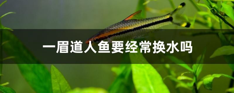金龍魚價格多少錢一條圖片及價格（金龍魚價格通常是多少金龍魚的平均售價是怎樣的）