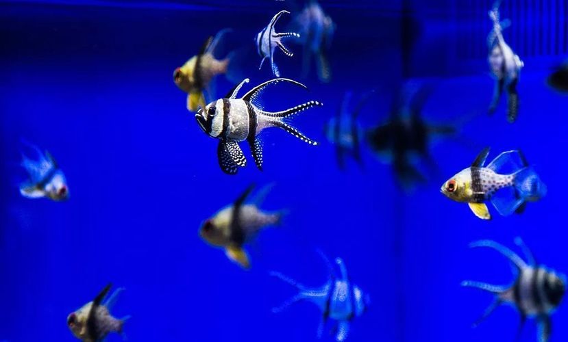 水族館價格表最新（上海海洋水族館價格表）