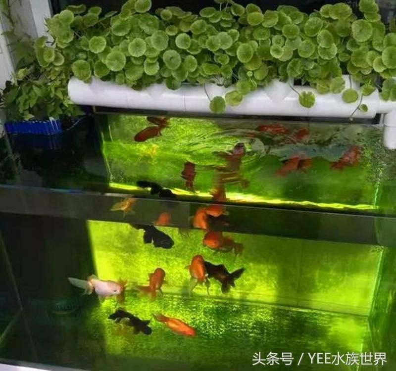 yee魚缸顯示屏怎么調(diào)：yee魚缸顯示屏如何調(diào)整？