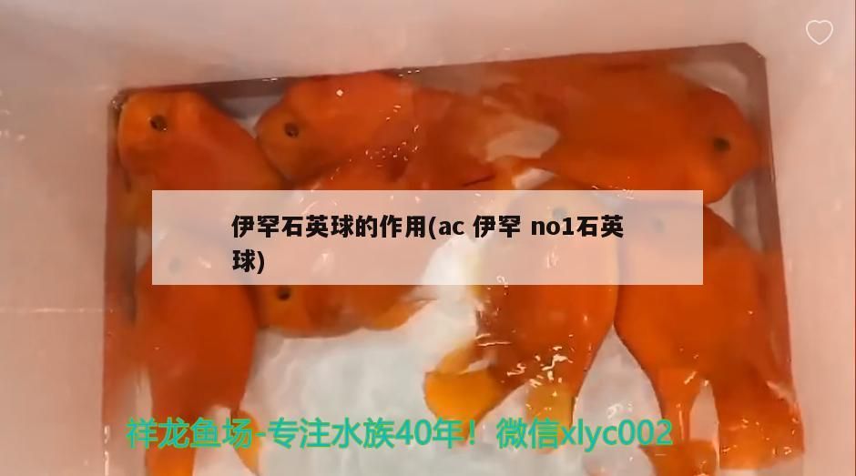 伊罕石英球的作用(ac伊罕no1石英球) 伊罕石英球的作用(ac伊罕no1石英球) 伊罕水族