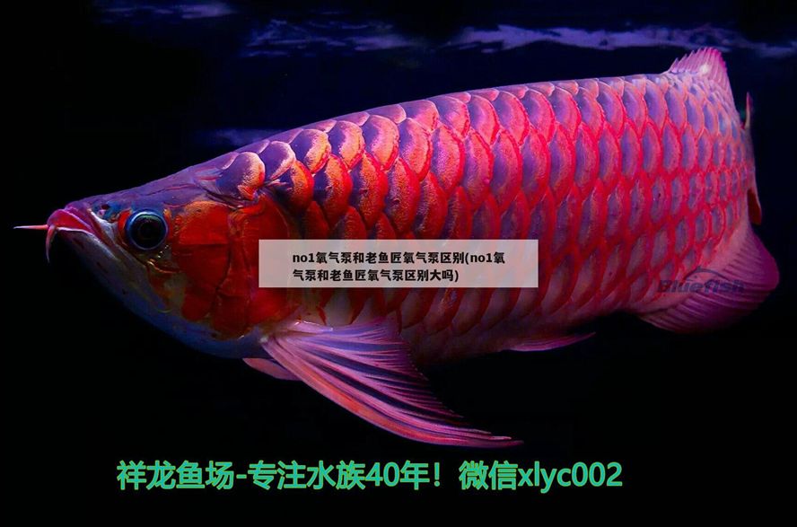 no1氧氣泵和老魚匠氧氣泵區別(no1氧氣泵和老魚匠氧氣泵區別大嗎)