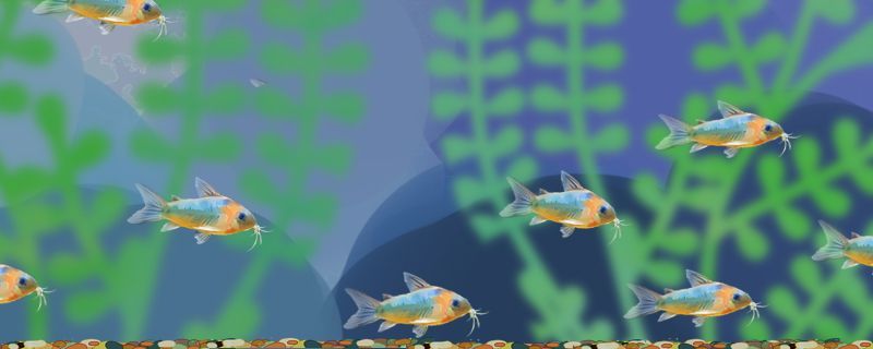 魚缸浮萍過多：魚缸浮萍過多會怎么樣