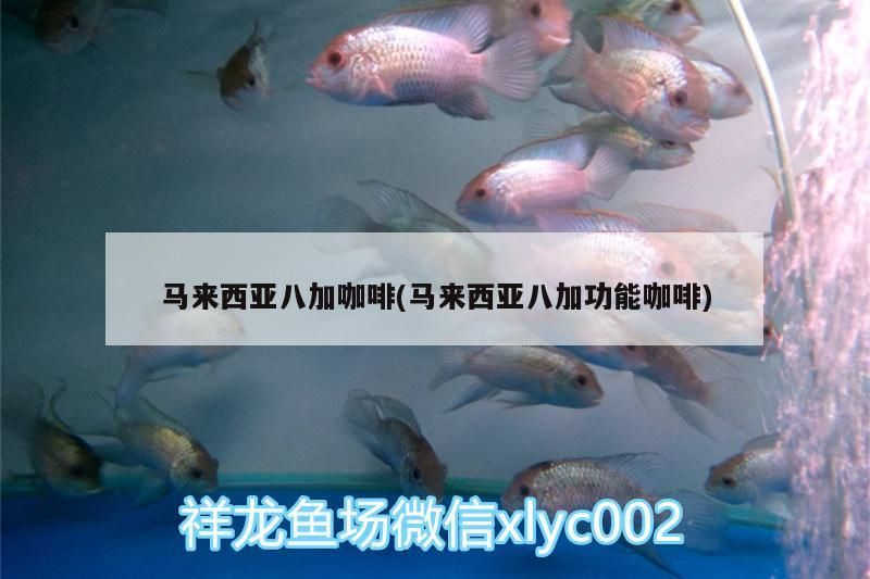 馬來西亞八加咖啡(馬來西亞八加功能咖啡)