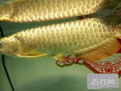 小金頭過背金龍魚圖片：小金頭過背金龍魚價(jià)格過背金龍魚市場(chǎng)行情行情