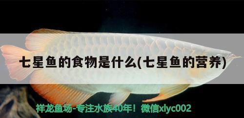 七星魚的食物是什么(七星魚的營養)
