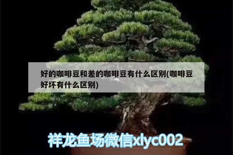 給我一些預防龍魚腹水的具體方法，ds-r1預防龍魚腹水預防方法 給我一些預防龍魚腹水的具體方法，ds-r1預防龍魚腹水預防方法 龍魚百科 第1張