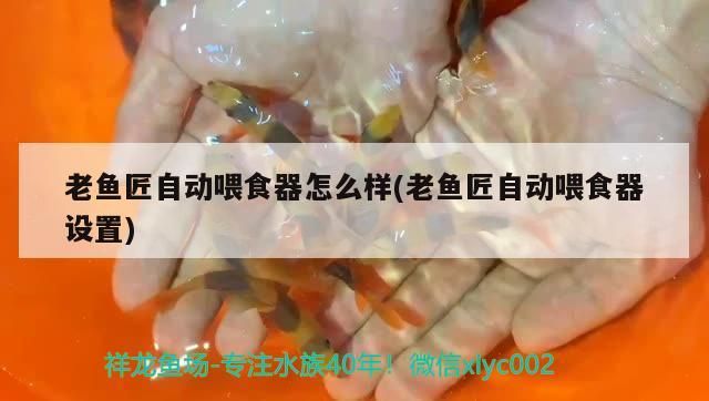 詳細閱讀:老魚匠自動喂食器怎么樣(老魚匠自動喂食器設置) 老魚匠自動喂食器怎么樣(老魚匠自動喂食器設置)