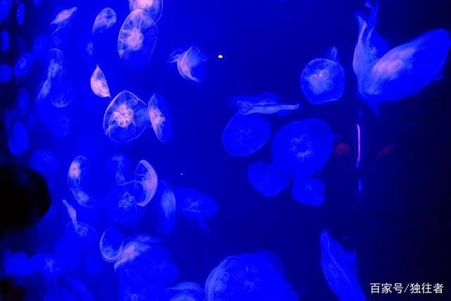 水族館里面有什么：水族館展示海洋哺乳動物的絕佳場所