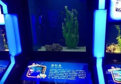 水族館里面有什么：水族館展示海洋哺乳動(dòng)物的絕佳場(chǎng)所
