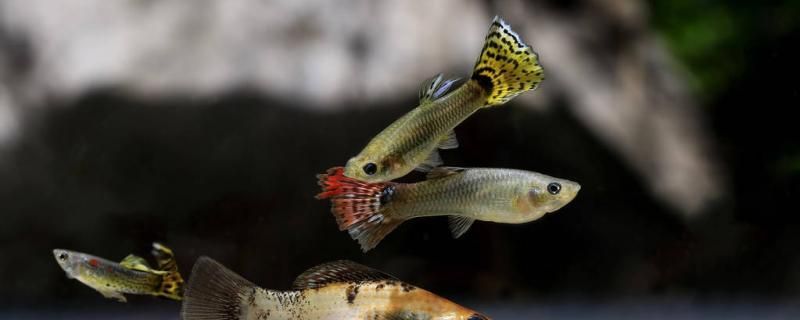 魚缸過濾器選購指南:自制魚缸過濾器魚缸上置過濾器對于養魚愛好者的必備知識 孔雀魚缸里放火山石好不好還可以放什么 錦鯉魚百科 孔雀魚缸里放火山石好不好還可以放什么 孔雀魚缸里放火山石好不好還可以放什么 錦鯉魚百科