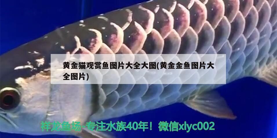 黃金貓觀賞魚圖片大全大圖(黃金金魚圖片大全圖片)