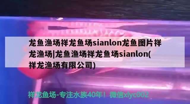 龍魚漁場祥龍魚場sianlon龍魚圖片祥龍漁場|龍魚漁場祥龍魚場sianlon(祥龍漁場有限公司)
