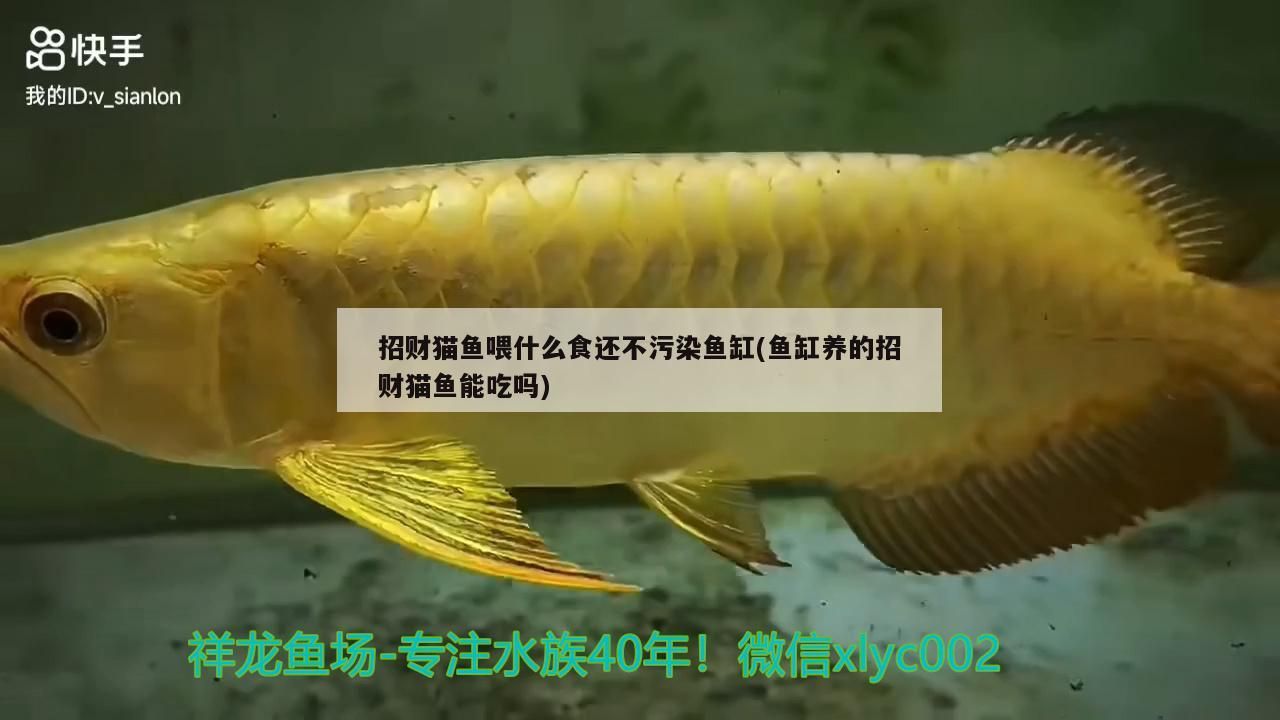 招財貓魚喂什么食還不污染魚缸(魚缸養的招財貓魚能吃嗎)