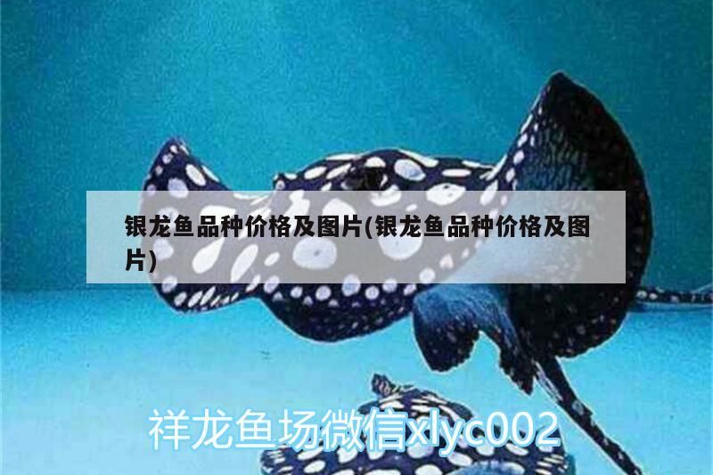 觀賞魚 銀龍魚品種價格及圖片(銀龍魚品種價格及圖片) 銀龍魚百科 銀龍魚品種價格及圖片(銀龍魚品種價格及圖片) 銀龍魚品種價格及圖片(銀龍魚品種價格及圖片) 銀龍魚百科
