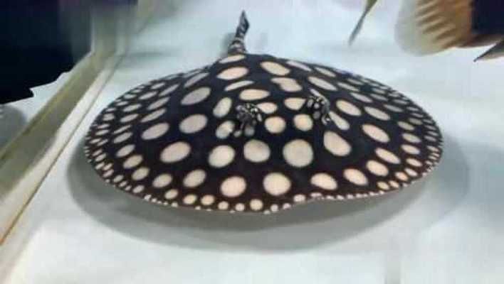 魟魚點大好還是點多好：[需手動填充]魚是點大好還是點多好？