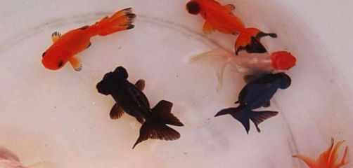 觀賞魚簡介標簽（世界各地的觀賞魚文化世界各地的觀賞魚文化世界各地的觀賞魚文化）