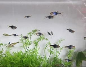 觀賞魚簡介標簽（世界各地的觀賞魚文化世界各地的觀賞魚文化世界各地的觀賞魚文化）