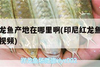 印尼紅龍魚產地在哪里啊(印尼紅龍魚產地在哪里啊視頻)