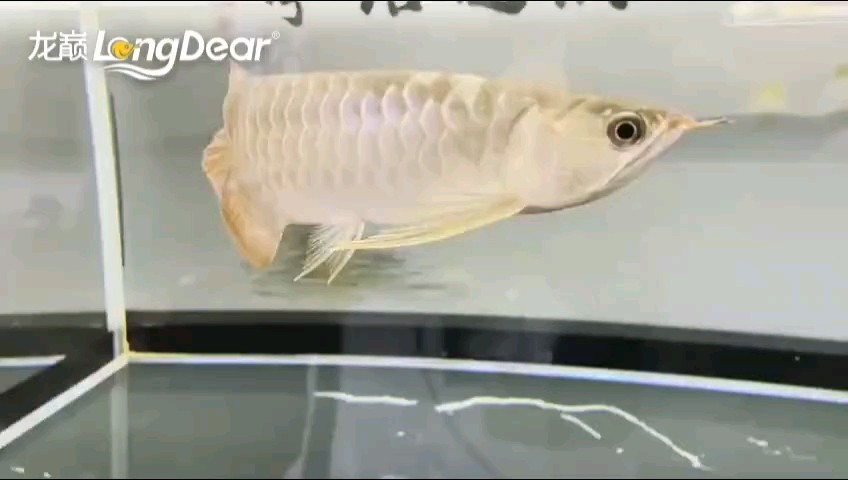 紅龍魚側燈多久需要更換，紅龍魚側燈安裝教程，紅龍魚發色停滯如何補救？