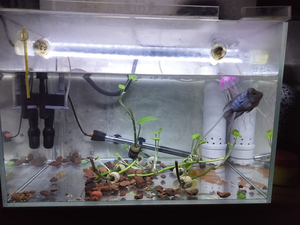 水清了魚好看了