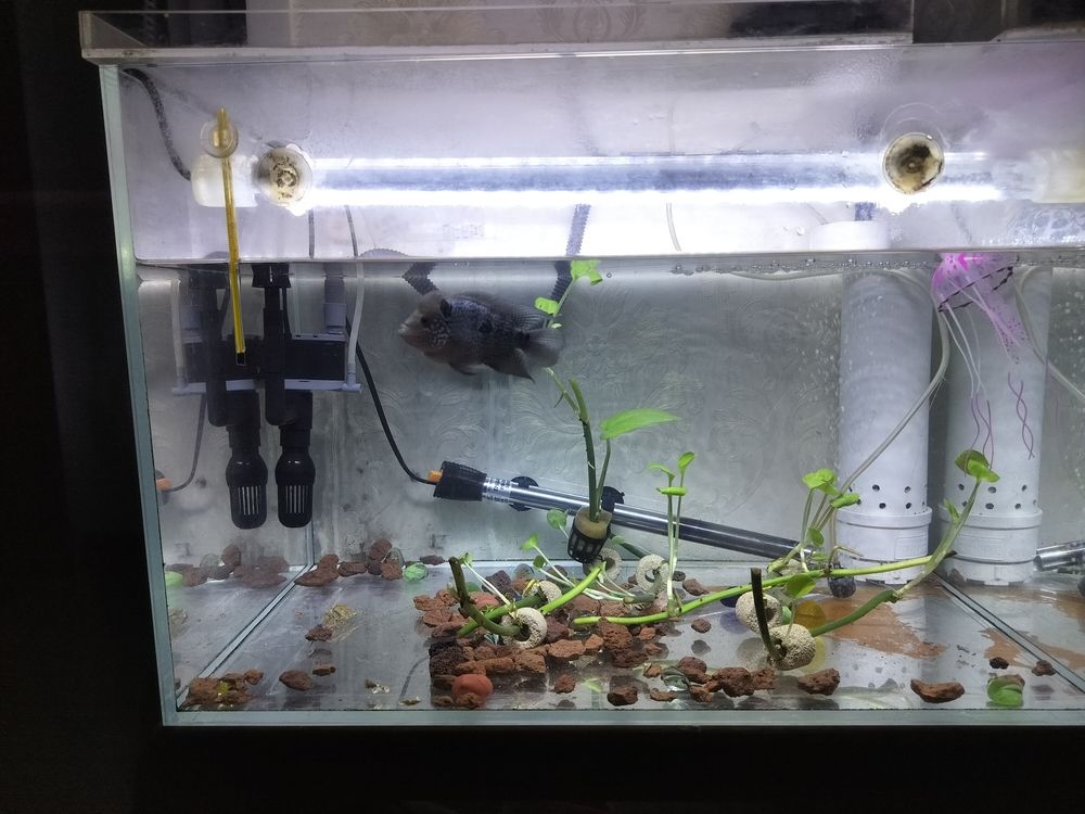 水清了魚好看了