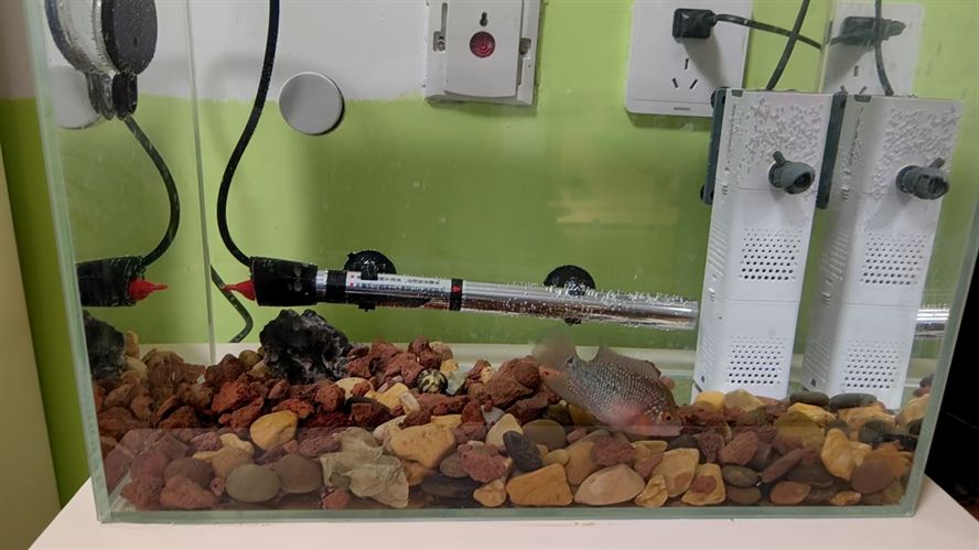 水清了魚好看了