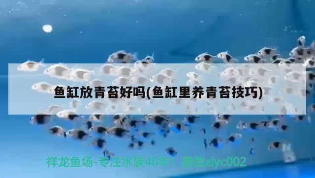 魚缸放青苔好嗎(魚缸里養(yǎng)青苔技巧) 魚缸放青苔好嗎(魚缸里養(yǎng)青苔技巧) 九鼎魚缸 第2張