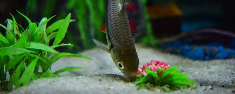 太陽能水涼了能養魚嗎困水有哪些方法