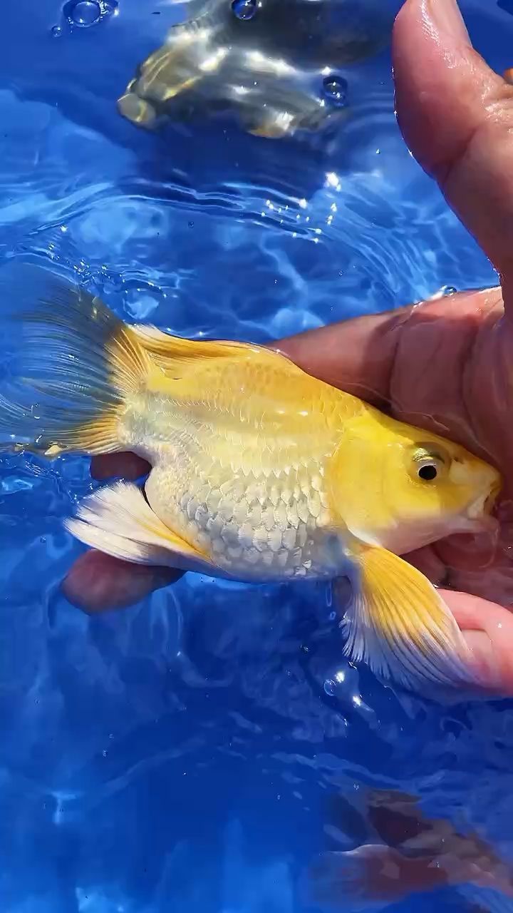 寧波魚缸清洗維修電話號碼查詢（ 寧波上門維修魚缸）