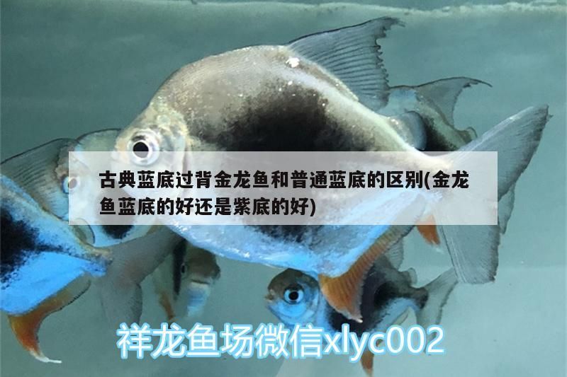 古典藍底過背金龍魚和普通藍底的區別(金龍魚藍底的好還是紫底的好)