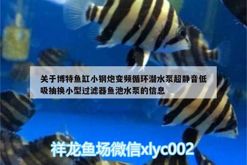 關(guān)于博特魚缸小鋼炮變頻循環(huán)潛水泵超靜音低吸抽換小型過濾器魚池水泵的信息