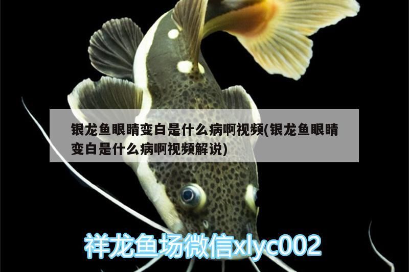 銀龍魚眼睛變白是什么病啊視頻(銀龍魚眼睛變白是什么病啊視頻解說)