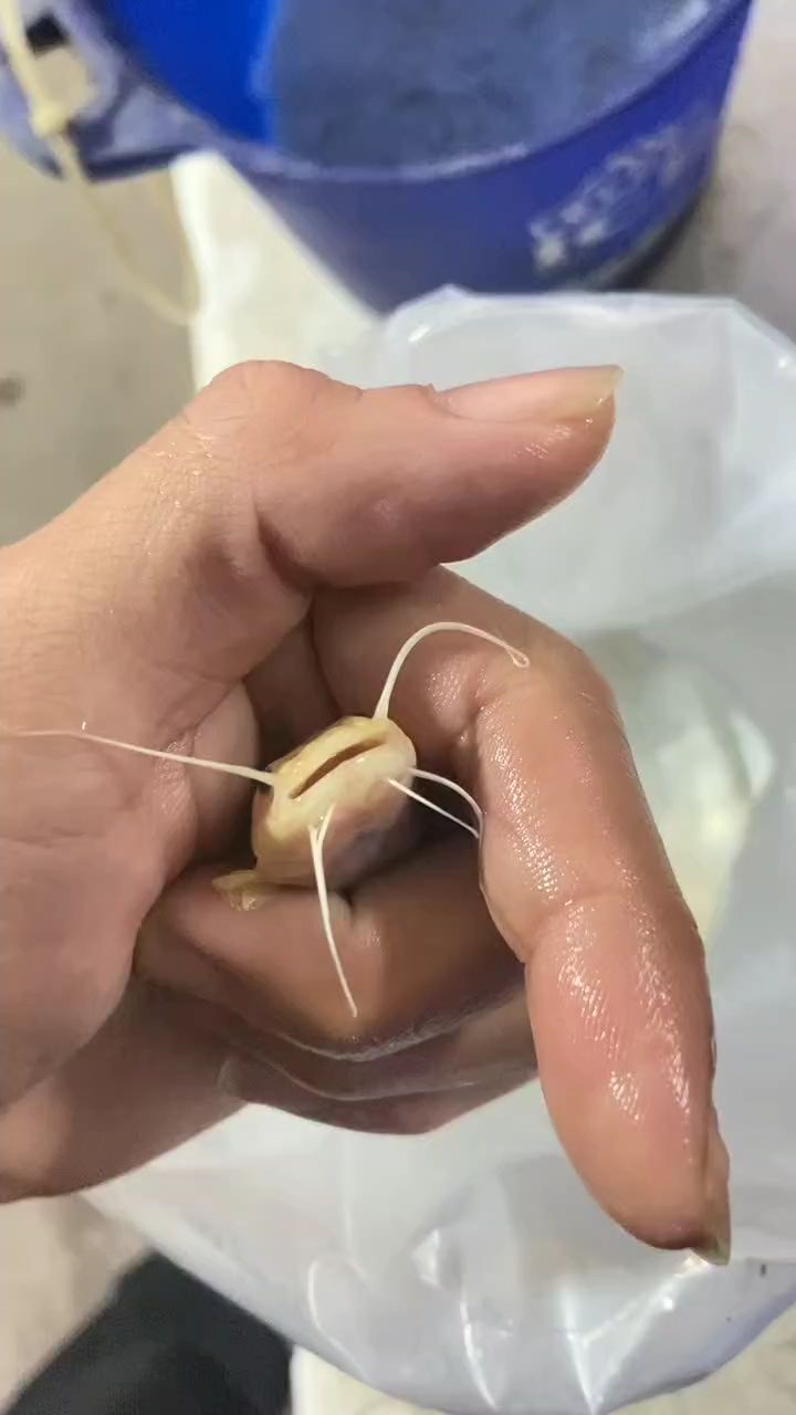 黃金招財貓