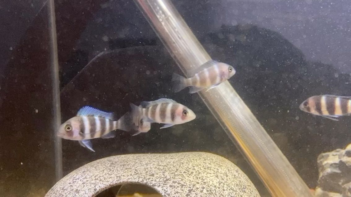 布隆迪求大神幫看看 布隆迪求大神幫看看 錦鯉魚(yú)百科