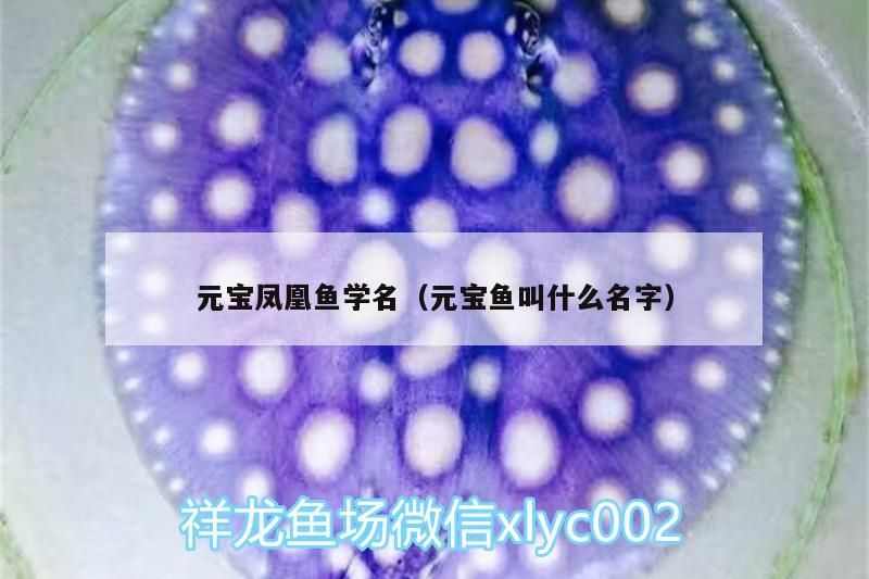 元寶鳳凰魚學名（元寶魚叫什么名字）