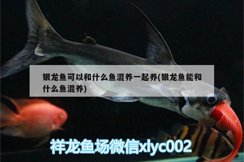 銀龍魚可以和什么魚混養(yǎng)一起養(yǎng)(銀龍魚能和什么魚混養(yǎng))