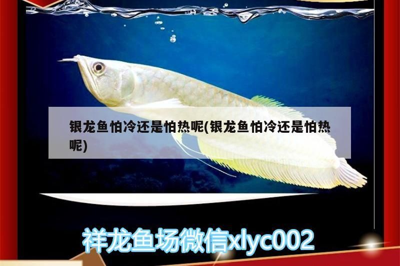 如何判斷龍魚是否適應夜燈？（如何判斷龍魚是否適應夜燈）