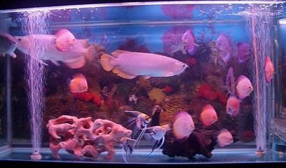 觀賞魚水族館批發市場號碼（觀賞魚的養殖技巧）