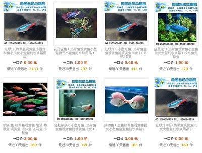 觀賞魚水族館批發市場號碼（觀賞魚的養殖技巧）