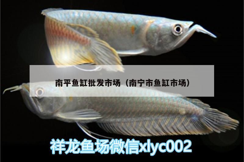 南平魚缸批發市場（南寧市魚缸市場）