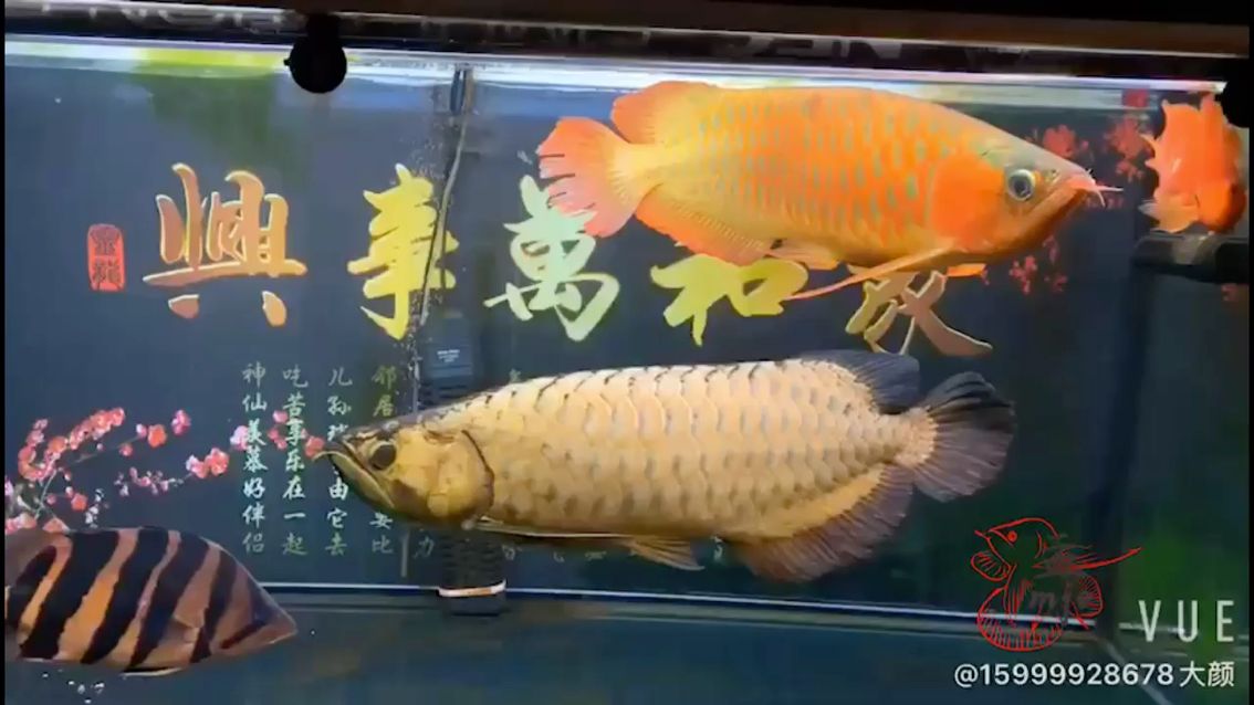 孟吉爾～立達七彩孟吉爾小孟