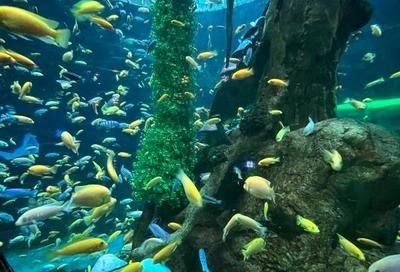 十大水族館（上海海洋水族館、上海海洋水族館、上海海洋水族館）
