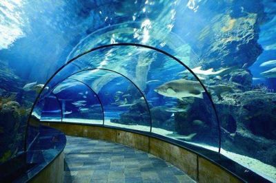 十大水族館（上海海洋水族館、上海海洋水族館、上海海洋水族館）