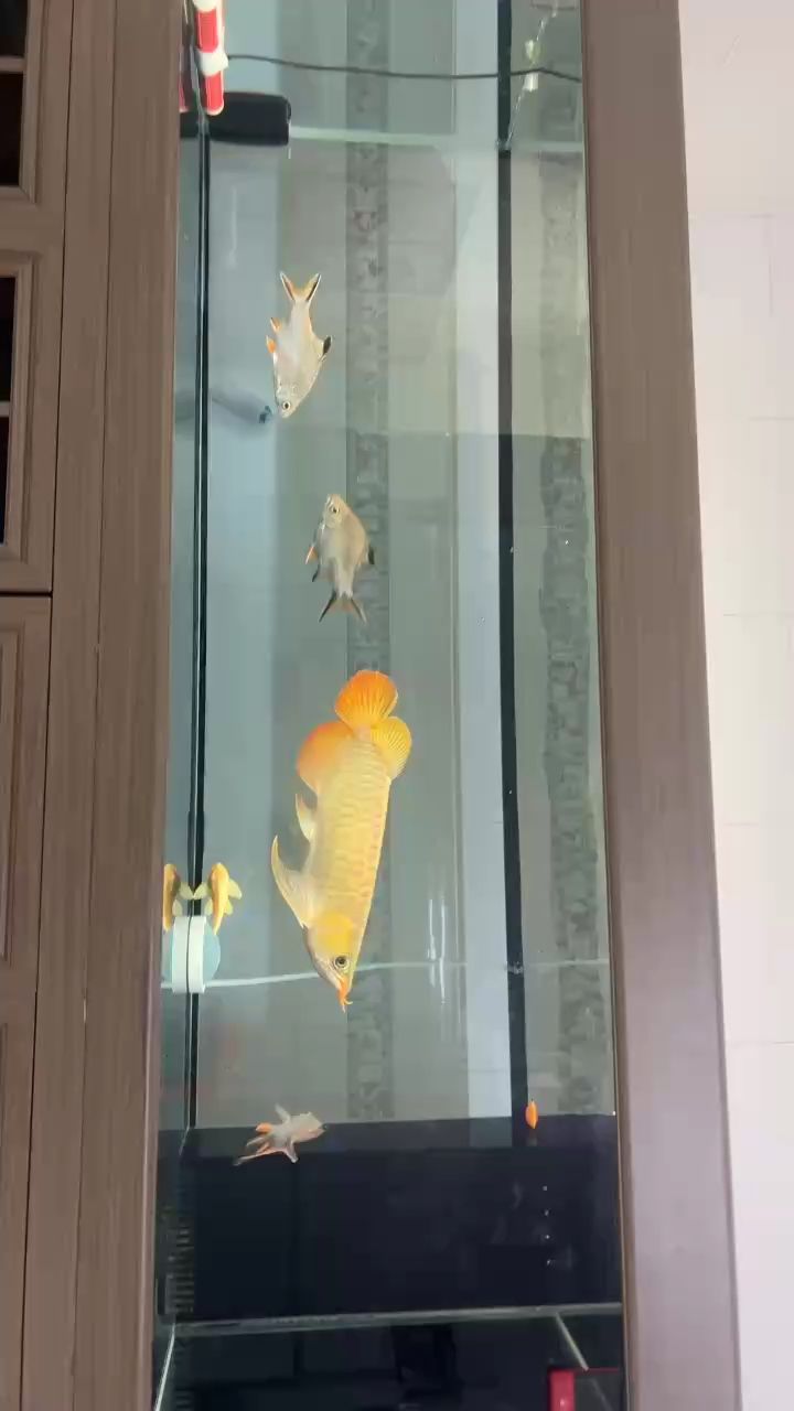 這魚能紅嗎？