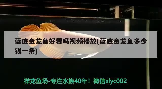 過背金龍魚 藍底金龍魚好看嗎視頻播放(藍底金龍魚多少錢一條) 錦鯉魚百科 藍底金龍魚好看嗎視頻播放(藍底金龍魚多少錢一條) 藍底金龍魚好看嗎視頻播放(藍底金龍魚多少錢一條) 錦鯉魚百科