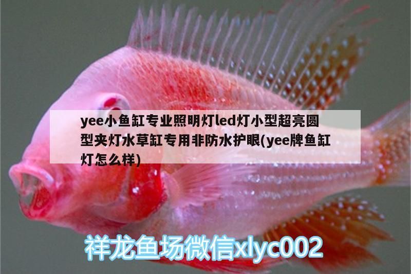 yee小魚缸專業照明燈led燈小型超亮圓型夾燈水草缸專用非防水護眼(yee牌魚缸燈怎么樣)