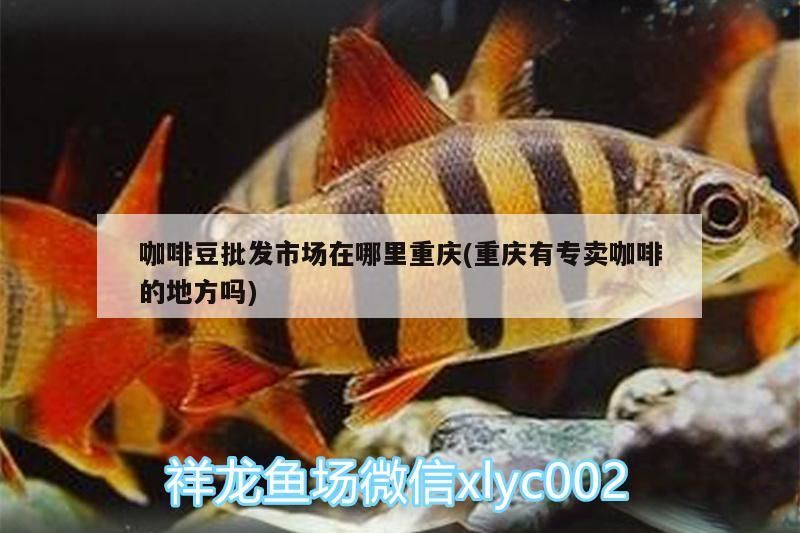 咖啡豆批發市場在哪里重慶(重慶有專賣咖啡的地方嗎)