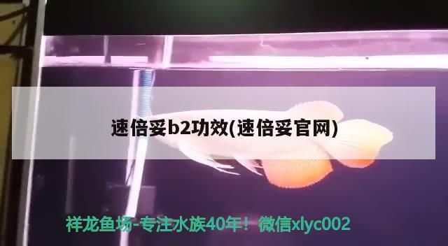 速倍妥b2功效(速倍妥官網)