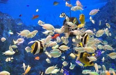 還有沒有其他方法可以解決龍魚張嘴問題？，魚張嘴問題通常指的是龍魚在進(jìn)食時(shí)出現(xiàn)張開嘴巴的行為
